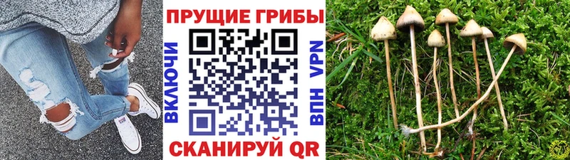 Галлюциногенные грибы Cubensis  ОМГ ОМГ как войти  Артёмовск 